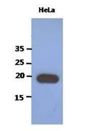 Anti-PAIP2 antibody [AT1C12] used in Western Blot (WB). GTX53755