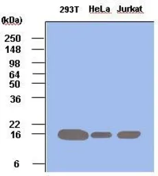 Anti-PIN1 antibody [3G8] used in Western Blot (WB). GTX53762