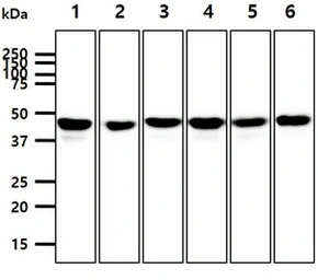 Anti-PPM1A antibody [p6c7] used in Western Blot (WB). GTX53766