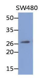 Anti-REXO2 antibody [AT59D9] used in Western Blot (WB). GTX53779