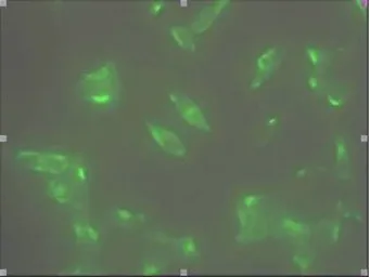 Anti-STEAP1 antibody [J2D2] used in Immunocytochemistry/ Immunofluorescence (ICC/IF). GTX53786