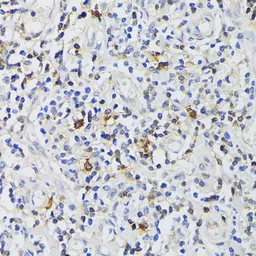 Anti-CD3 epsilon antibody used in IHC (Paraffin sections) (IHC-P). GTX53910