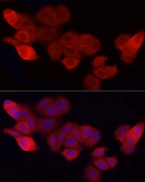Anti-CD47 antibody used in Immunocytochemistry/ Immunofluorescence (ICC/IF). GTX53912