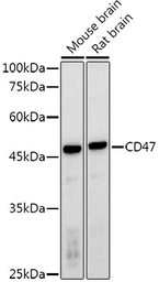 Anti-CD47 antibody used in Western Blot (WB). GTX53912