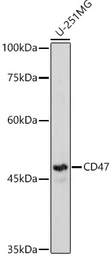 Anti-CD47 antibody used in Western Blot (WB). GTX53912