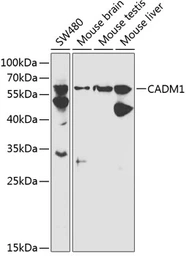Anti-SynCAM antibody used in Western Blot (WB). GTX53913