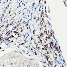 Anti-CD3 zeta antibody used in IHC (Paraffin sections) (IHC-P). GTX53919