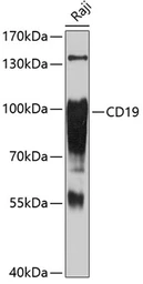 Anti-CD19 antibody used in Western Blot (WB). GTX53921
