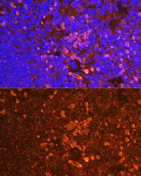 Anti-CD19 antibody used in IHC (Paraffin sections) (IHC-P). GTX53921