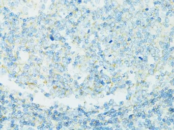 Anti-CD19 antibody used in IHC (Paraffin sections) (IHC-P). GTX53921