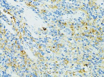 Anti-CD19 antibody used in IHC (Paraffin sections) (IHC-P). GTX53921