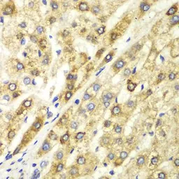 Anti-CtBP1 antibody used in IHC (Paraffin sections) (IHC-P). GTX53940
