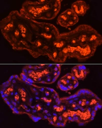 Anti-CYP11A1 antibody used in IHC (Paraffin sections) (IHC-P). GTX53941