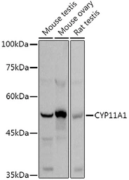 Anti-CYP11A1 antibody used in Western Blot (WB). GTX53941