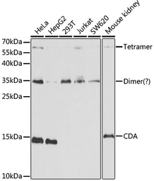 Anti-CDA antibody used in Western Blot (WB). GTX53944