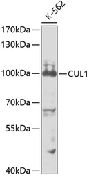 Anti-Cullin 1 antibody used in Western Blot (WB). GTX53945