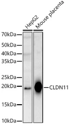 Anti-Claudin 11 antibody used in Western Blot (WB). GTX53949