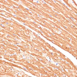 Anti-Cytochrome b5 antibody used in IHC (Paraffin sections) (IHC-P). GTX53959