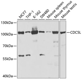 Anti-CDC5L antibody used in Western Blot (WB). GTX53960