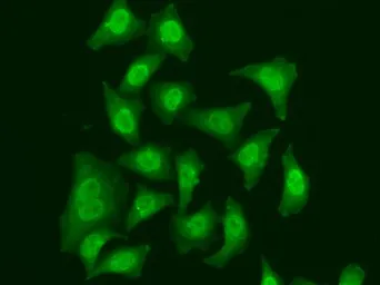 Anti-CDC5L antibody used in Immunocytochemistry/ Immunofluorescence (ICC/IF). GTX53960