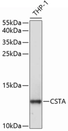 Anti-Cystatin A antibody used in Western Blot (WB). GTX53962