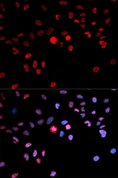Anti-CREB (phospho Ser133) antibody used in Immunocytochemistry/ Immunofluorescence (ICC/IF). GTX53975