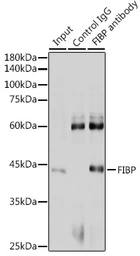 Anti-FIBP antibody used in Immunoprecipitation (IP). GTX53989