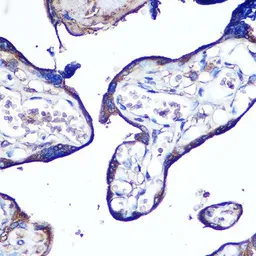 Anti-JAM-A antibody used in IHC (Paraffin sections) (IHC-P). GTX53992
