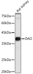 Anti-DAO antibody used in Western Blot (WB). GTX53998