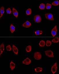 Anti-DAO antibody used in Immunocytochemistry/ Immunofluorescence (ICC/IF). GTX53998