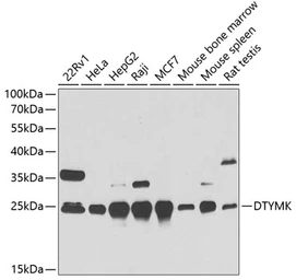 Anti-DTYMK antibody used in Western Blot (WB). GTX54004