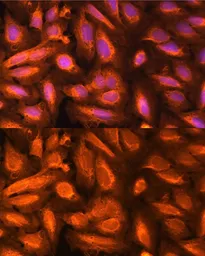 Anti-DTYMK antibody used in Immunocytochemistry/ Immunofluorescence (ICC/IF). GTX54004