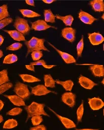 Anti-DTYMK antibody used in Immunocytochemistry/ Immunofluorescence (ICC/IF). GTX54004