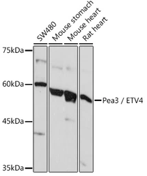 Anti-PEA3 antibody used in Western Blot (WB). GTX54006