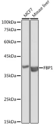 Anti-FBP1 antibody used in Western Blot (WB). GTX54007