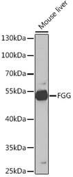 Anti-Fibrinogen gamma antibody used in Western Blot (WB). GTX54026