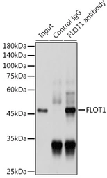 Anti-Flotillin 1 antibody used in Immunoprecipitation (IP). GTX54027