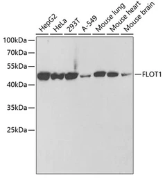 Anti-Flotillin 1 antibody used in Western Blot (WB). GTX54027