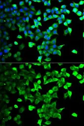 Anti-Flotillin 1 antibody used in Immunocytochemistry/ Immunofluorescence (ICC/IF). GTX54027