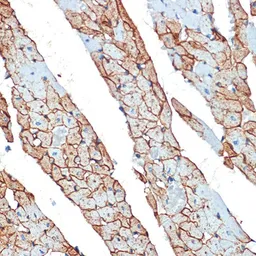 Anti-Flotillin 1 antibody used in IHC (Paraffin sections) (IHC-P). GTX54027