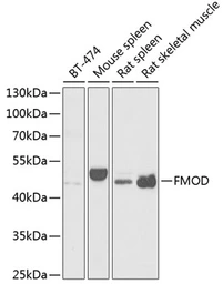 Anti-Fibromodulin antibody used in Western Blot (WB). GTX54035