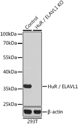 Anti-ELAVL1 / HuR antibody used in Western Blot (WB). GTX54044