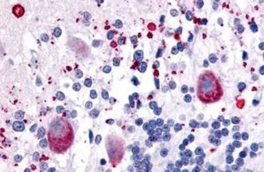 Anti-5-HT7 receptor antibody used in IHC (Paraffin sections) (IHC-P). GTX54050