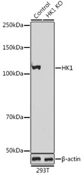 Anti-Hexokinase 1 antibody used in Western Blot (WB). GTX54080