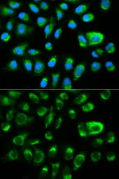Anti-GAS2 antibody used in Immunocytochemistry/ Immunofluorescence (ICC/IF). GTX54081