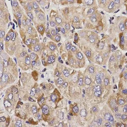 Anti-GAS2 antibody used in IHC (Paraffin sections) (IHC-P). GTX54081