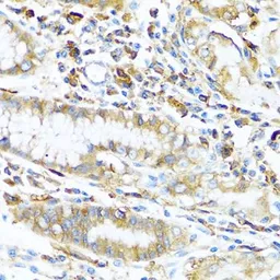 Anti-HLA-DPB1 antibody used in IHC (Paraffin sections) (IHC-P). GTX54086