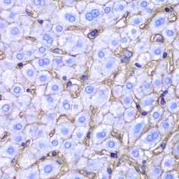 Anti-HLA-A antibody used in IHC (Paraffin sections) (IHC-P). GTX54099