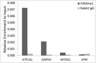 Anti-Histone H3K4me1 (mono-methyl Lys4) antibody used in ChIP assay (ChIP assay). GTX54100