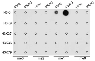 Anti-Histone H3K4me1 (mono-methyl Lys4) antibody used in Dot blot (Dot). GTX54100